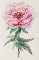 Набор для вышивания " PANNA" C- 7468 " Пион" 25. 5 х 38. 5 см