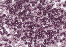 Бисер Япония MIYUKI Seed Beads 15/0 5г 1834 аметист пурпурный линия внутри